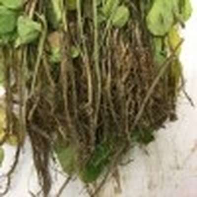Up-close photo of soybean roots showing brown discoloration.