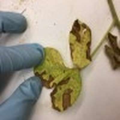 Up-close photo of soybean trifoliolate leaf showing chlorosis