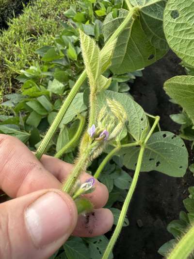 Up-close photo of a soybean flower with a corn earworm larvae present.