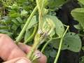 Up-close photo of a soybean flower with a corn earworm larvae present.