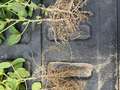 Photo of multiple soybean plants showing poor root nodulation