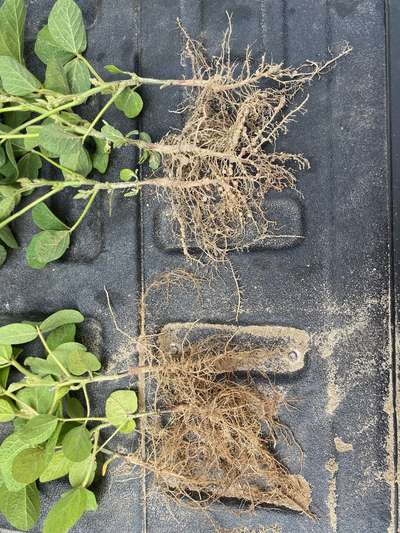 Photo of multiple soybean plants showing poor root nodulation