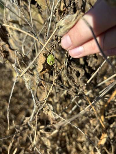 Up-close photo of a green stink bug on a soybean plant