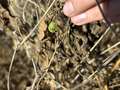 Up-close photo of a green stink bug on a soybean plant