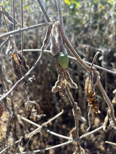 Up-close photo of a green stink bug on a soybean plant