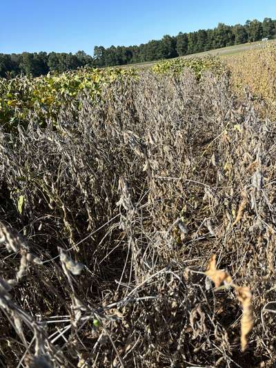 Broad photo of multiple soybean plants with stink bugs present.