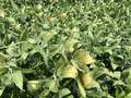 Broad photo of soybean plants with bronzing tint on leaves