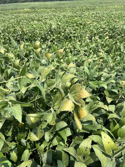 Broad photo of soybean plants with bronzing tint on leaves