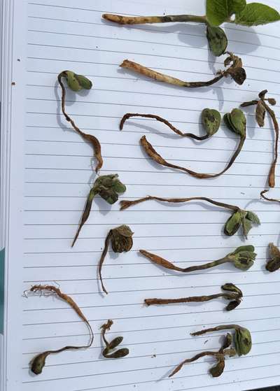 Up-close photo of multiple soybean plants showing diseased roots and foliar chlorosis.