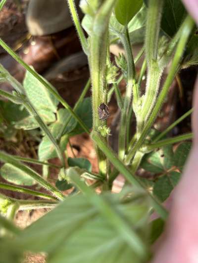 Up-close photo of a brown stink bug on a soybean stem.