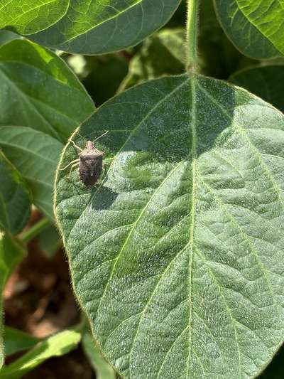 Up-close photo of a brown stink bug on a soybean leaf.