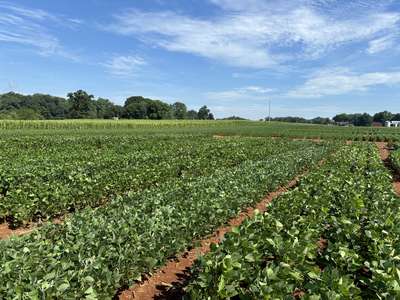 Broad photo of a soybean field that has damage from brown stink bugs.