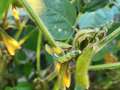 Up-close photo of a cornear worm on a soybean plant