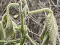 Photo of soybean plant with wilt and discoloration
