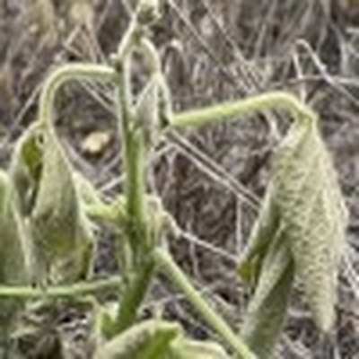 Photo of soybean plant with wilt and discoloration