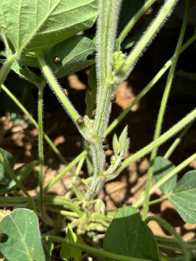 Up-close photo of multiple kudzu bugs on a soybean stem.