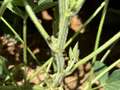 Up-close photo of multiple kudzu bugs on a soybean stem.