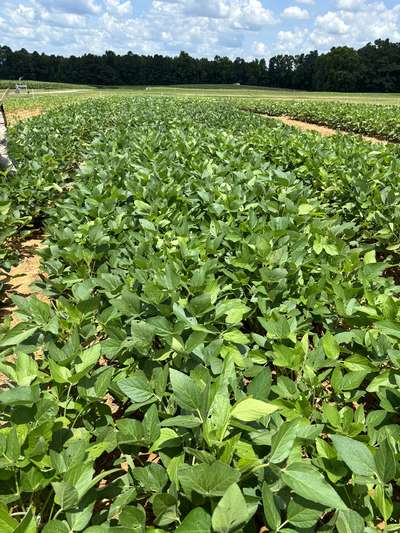 Broad photo of multiple soybean plants with kudzu bug damage.