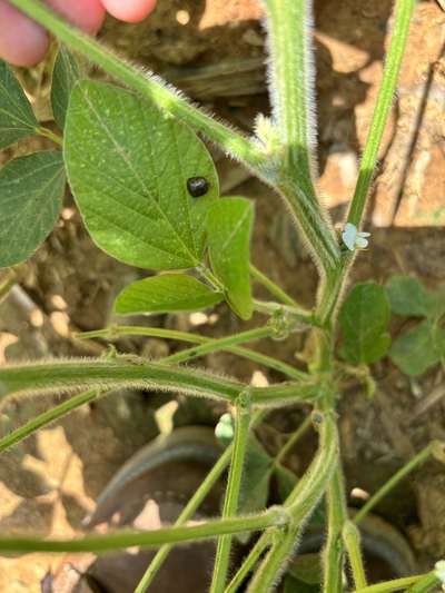 Up-close photo of a kudzu bug on a soybean leaf