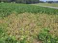 Broad photo of soybean field showing brown and wilted patch of multiple soybeans