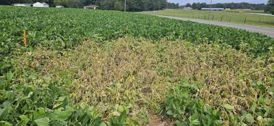 Broad photo of soybean field showing brown and wilted patch of multiple soybeans