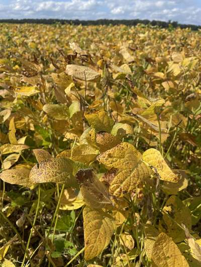 Up-close photo of soybean leaves with yellowing and bronzing tint