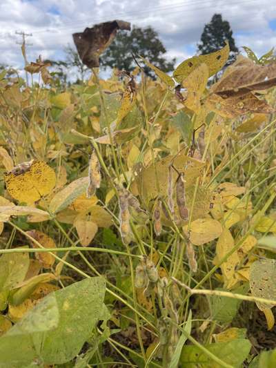 Up-close photo of soybean leaves and pods with bronzing and discoloration