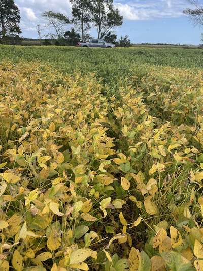 Broad photo of soybean field showing random symptomology across the field