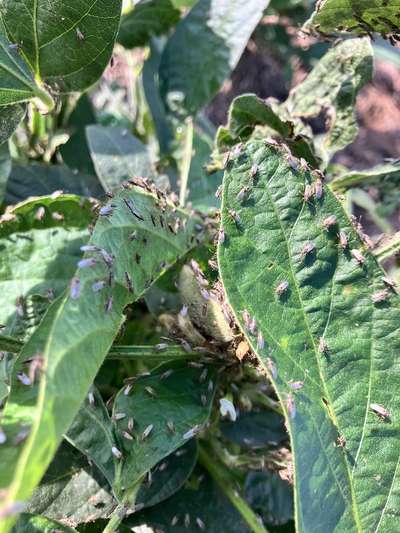 Up-close photo of a soybean plant with multiple false chinch bugs present.