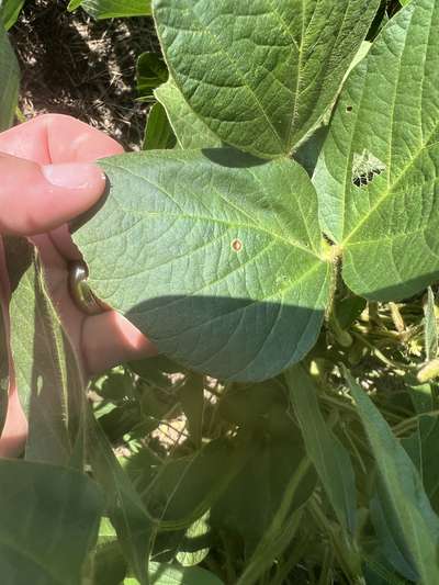 Up-close photo of a soybean leaf with a brown circular spot on the leaf.