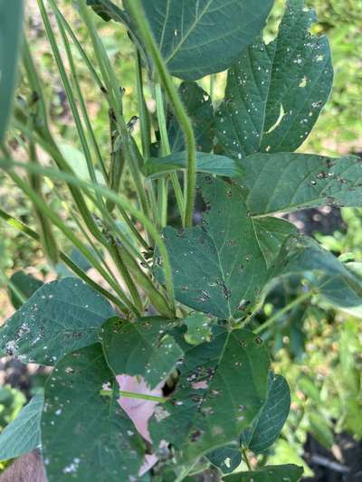 Up-close photo of a soybean plant with brown/grey circular spots on the leaves.