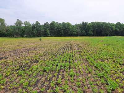 Broad photo of soybean field showing differing areas of zinc toxicity symptoms