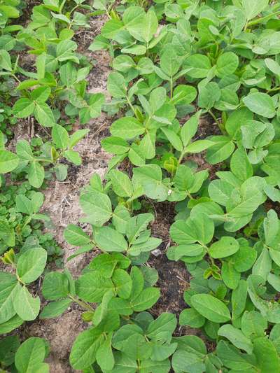 Multiple soybean plants in an area that look healthy