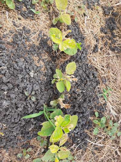 Multiple soybean plants with yellowing leaves showing zinc toxicity