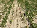 Broad photo of a soybean field showing dead plants in strips.