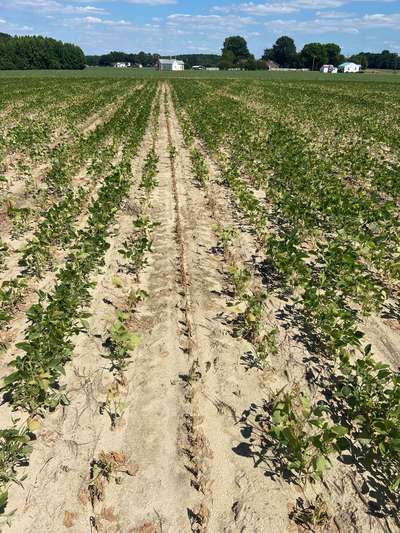 Broad photo of a soybean field showing dead plants in strips.