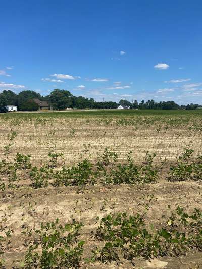 Broad photo of a soybean field showing dead plants in strips and patches..