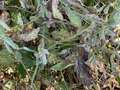 Up-close photo of a soybean plant that shows discolored leaves and wilt