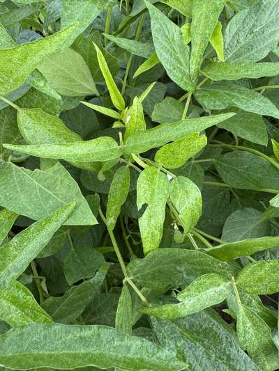 Up-close photo of multiple soybean plants showing spider mite damage.