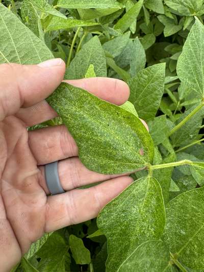 Up-close photo of a soybean leaf showing spider mite damage.