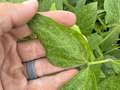 Up-close photo of a soybean leaf showing spider mite damage.