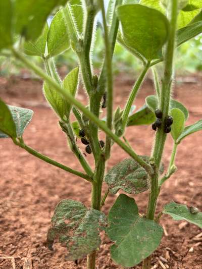 Up-close photo of a soybean plant with multiple kudzu bugs present on the stem.