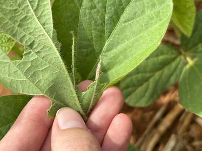 Up-close photo of a soybean leaf with multiple kudzu bug eggs attached.