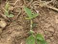 Up-close soybean plant with upper trifoliolate leaves eaten