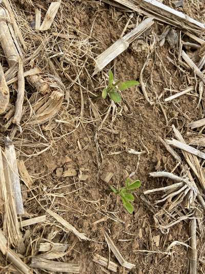 Side view of multiple soybean plants with deer feeding damage