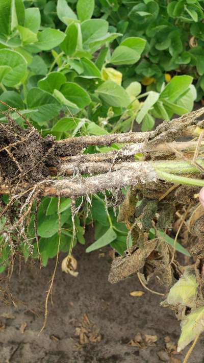 Up-close photo showing multiple soybean stems with white discoloration traveling upward