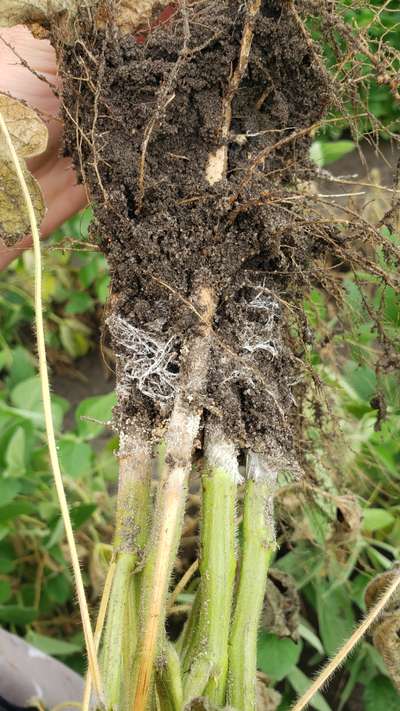 Up-close photo of multiple soybean stems and root systems showing white and tan stingy substances
