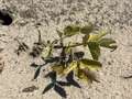 Up-close photo of soybean plant showing yellow discoloration