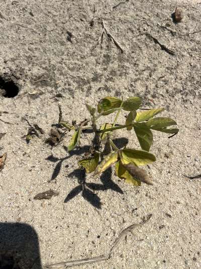 Up-close photo of soybean plant showing yellow discoloration