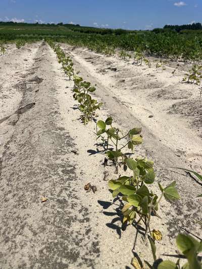 Up-close photo of multiple soybean plants showing yellow discoloration